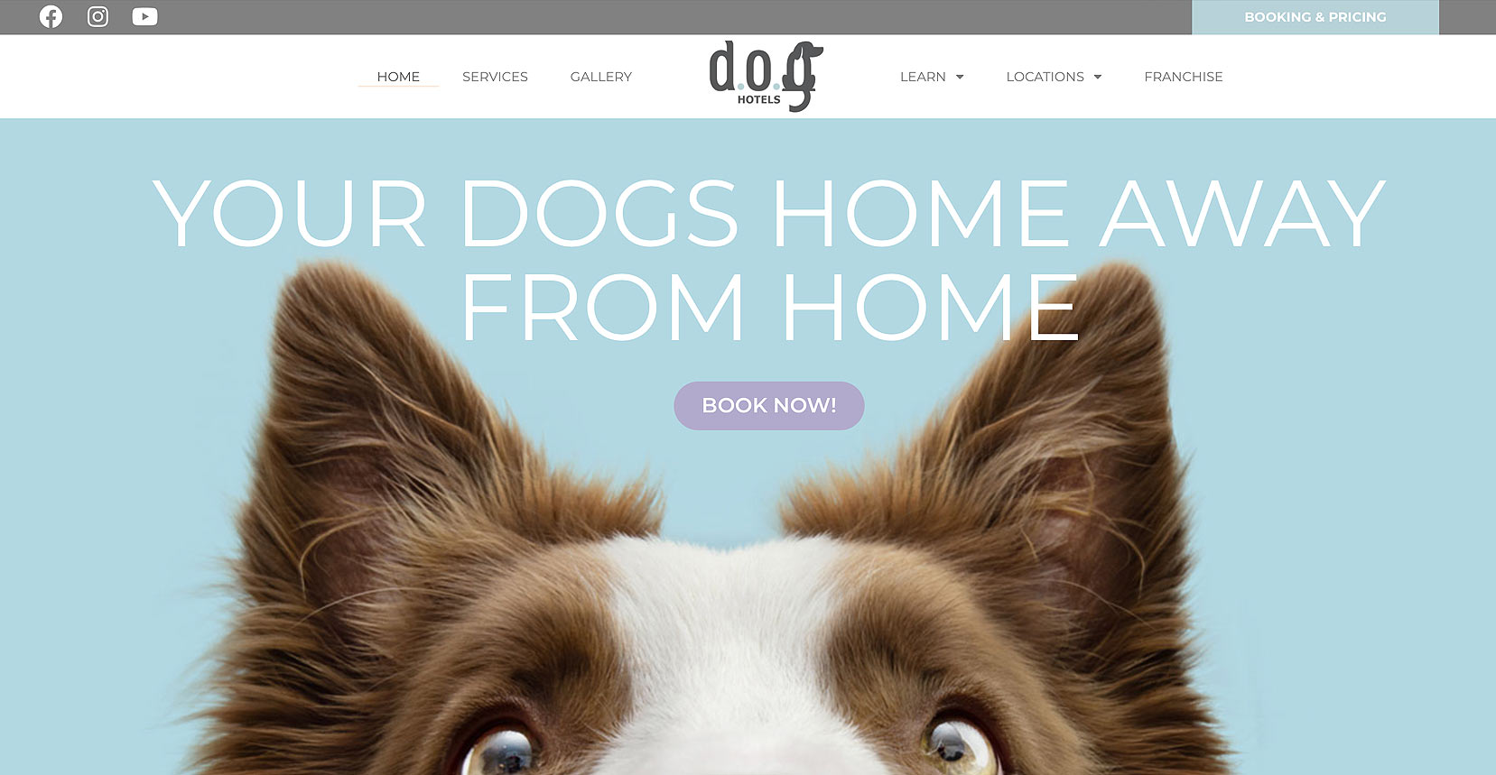 dog hotels website